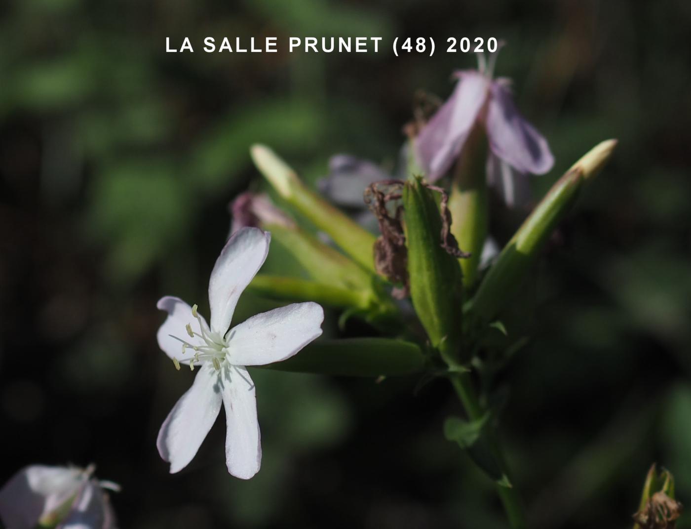 Soapwort flower